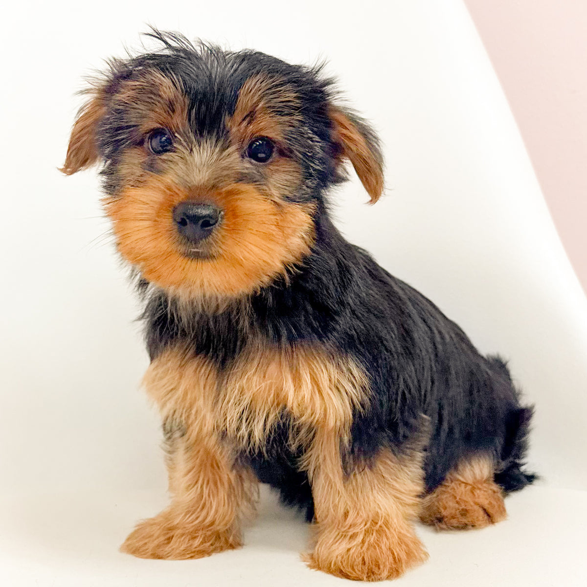 Louie- Male Yorkie