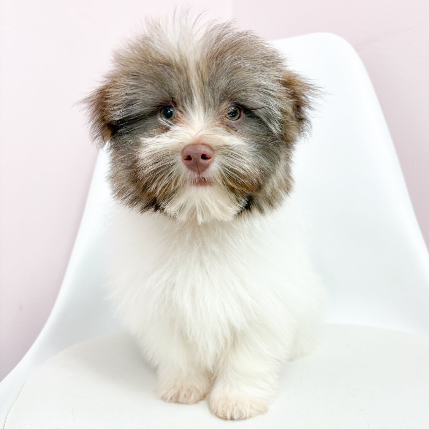 Mingo- Male Havanese