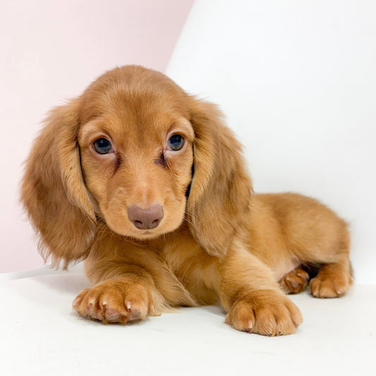 Reese- Male Miniature Dachshund