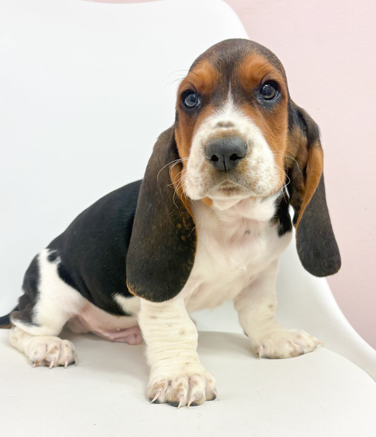 Beau- Male Basset Hound