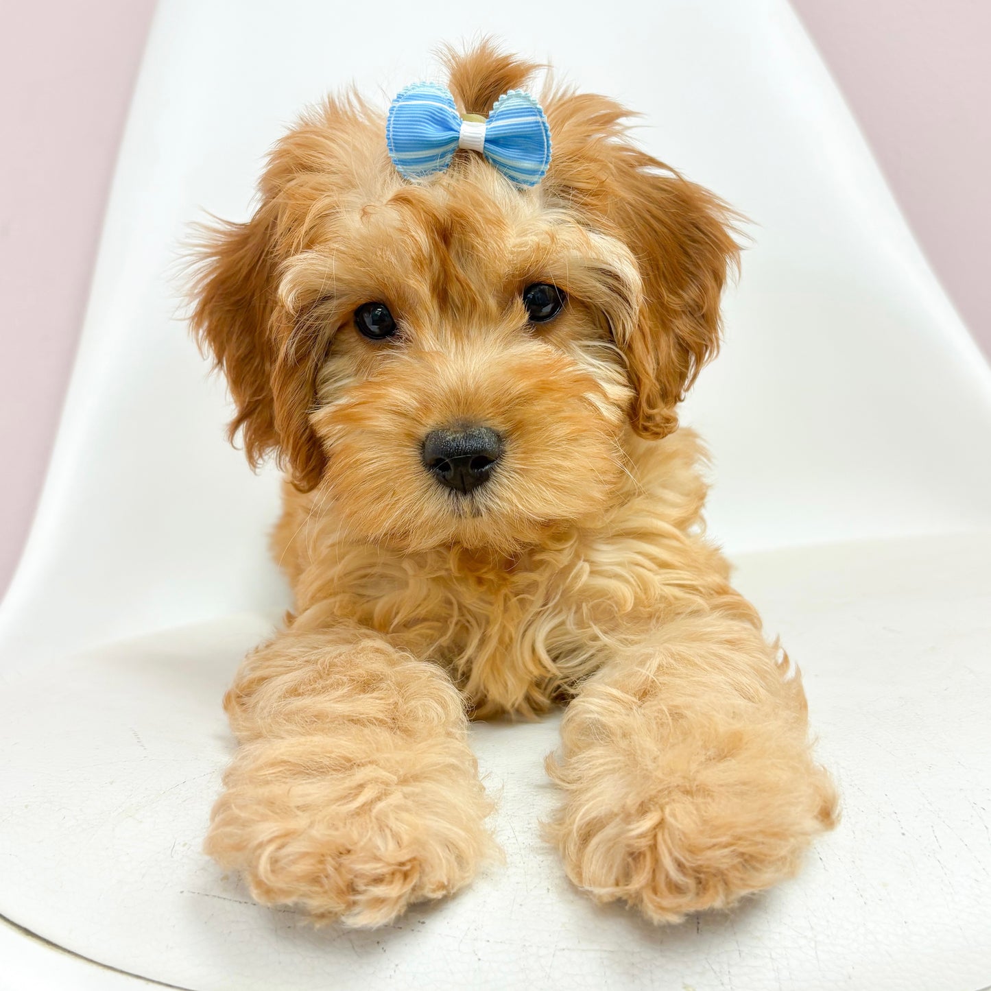 Candi- Female Cavapoo