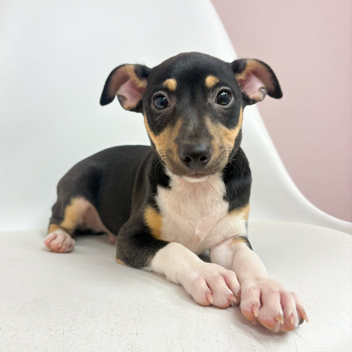 Rip- Male Rat Terrier