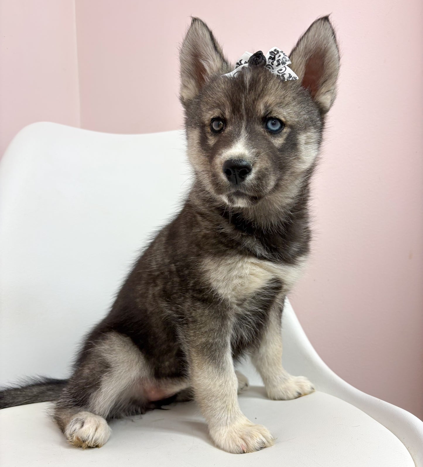Bianca- Female Siberian Husky