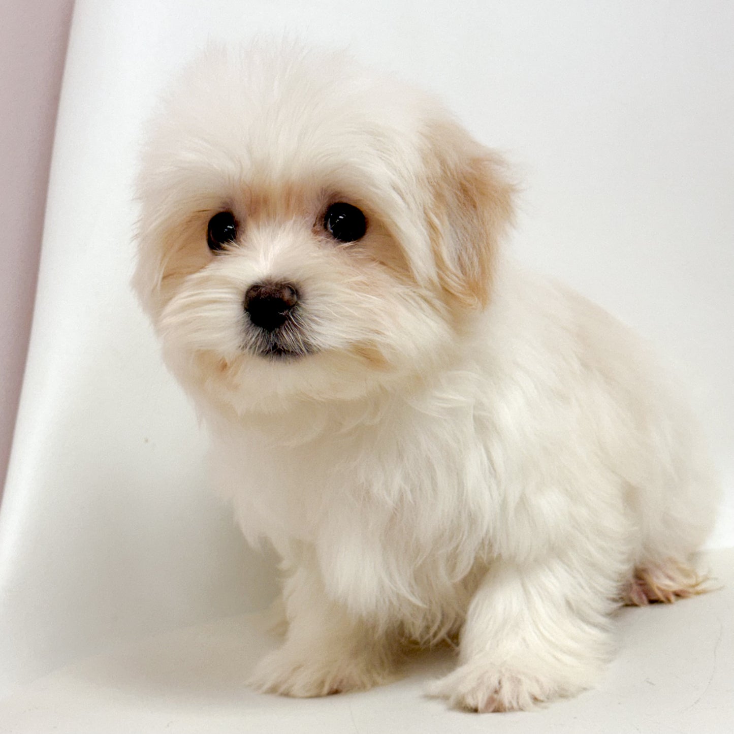 Markie - Male Morkie