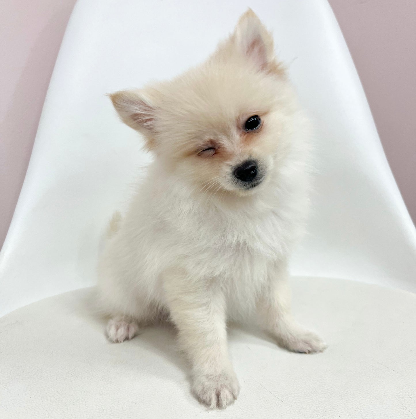 Jax- Male Pomeranian