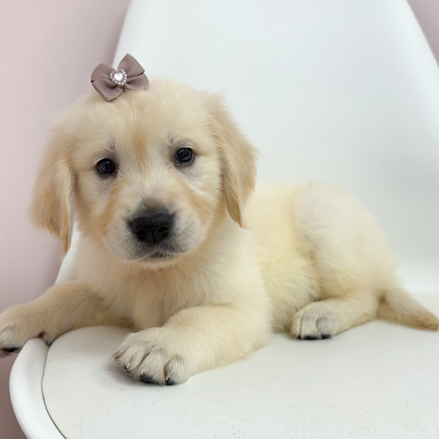 Josie-Female Golden Retriever