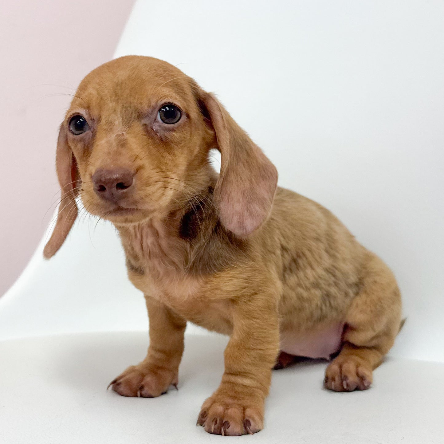 Lottie-Female Mini Dachshund