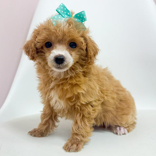 Scarlet-Female Toy Poodle