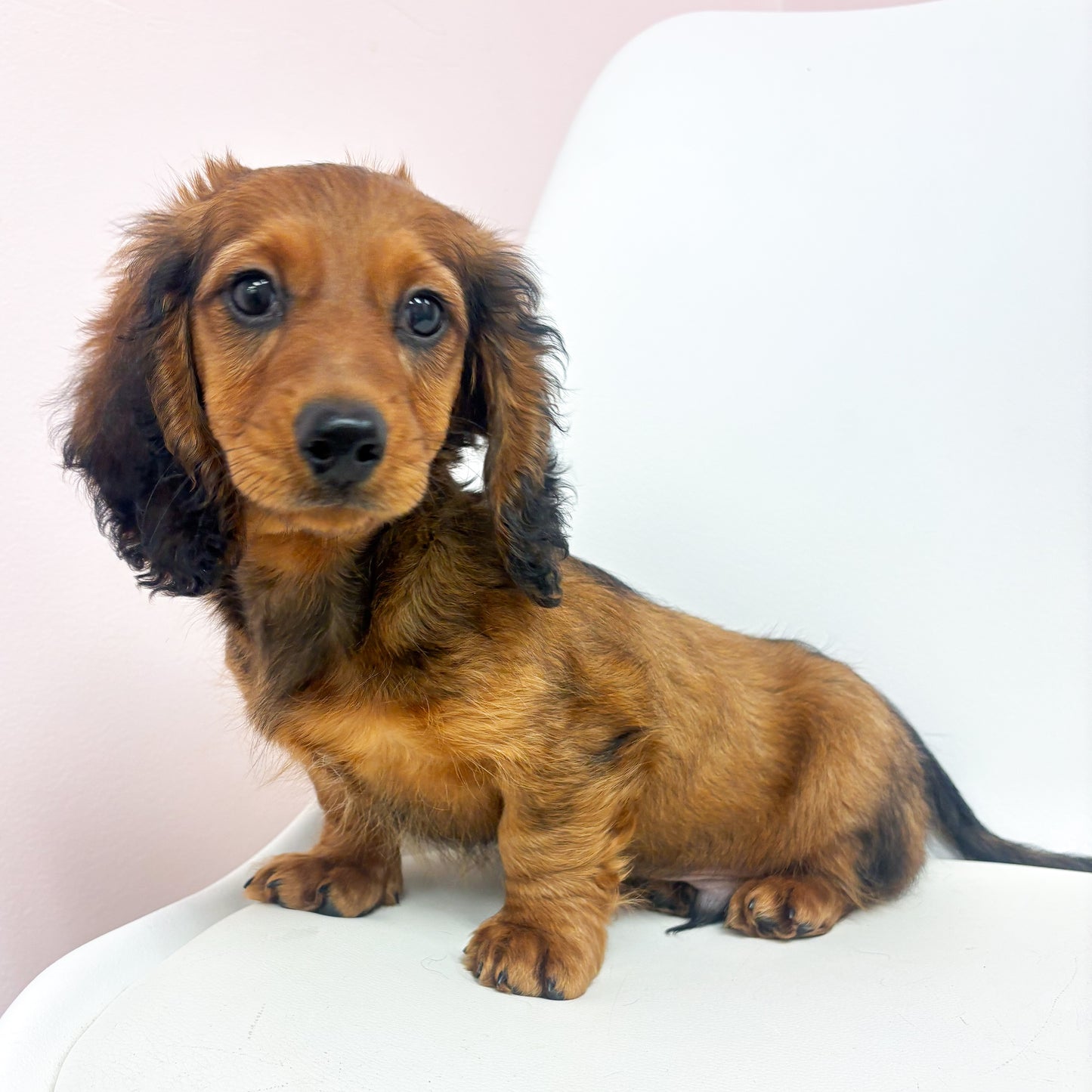 Meyer-Male Mini Dachshund