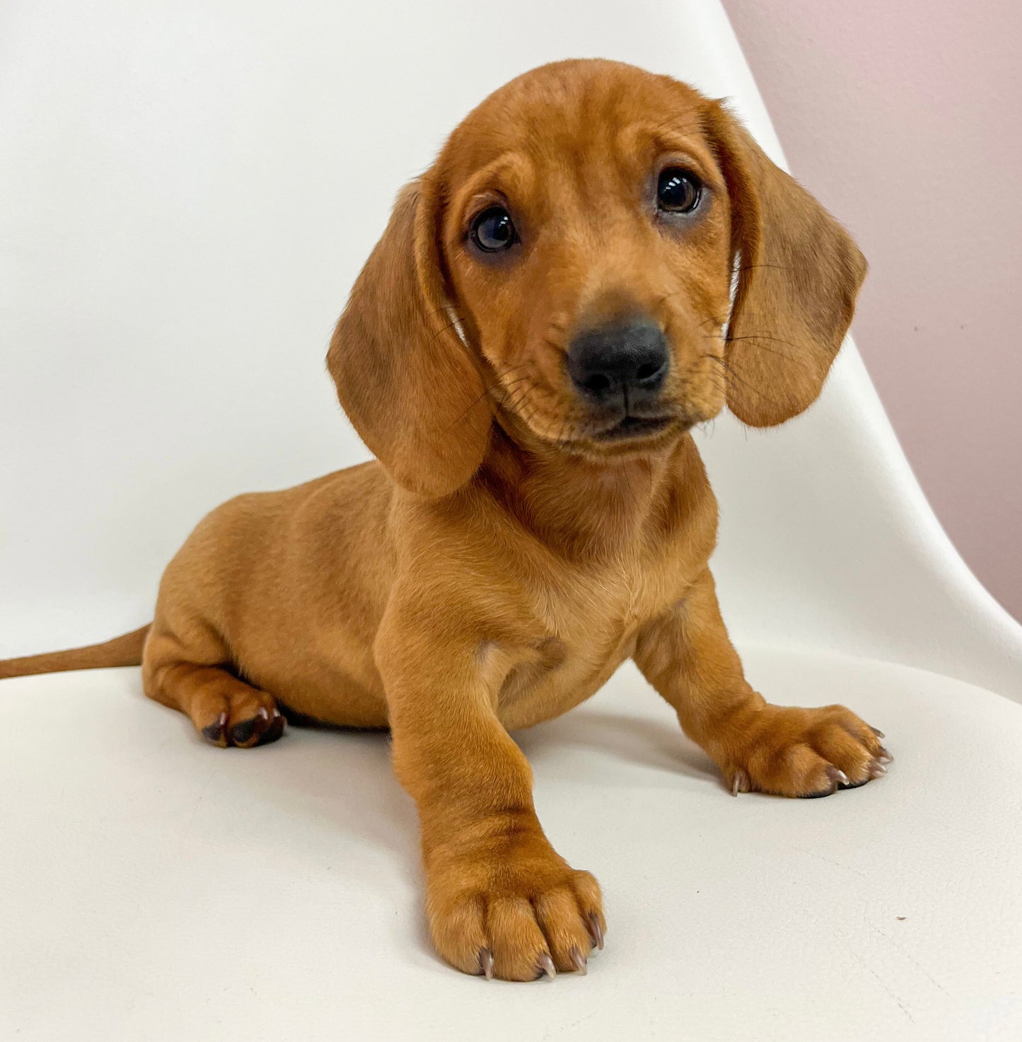 Dusty- Male Mini Dachshund