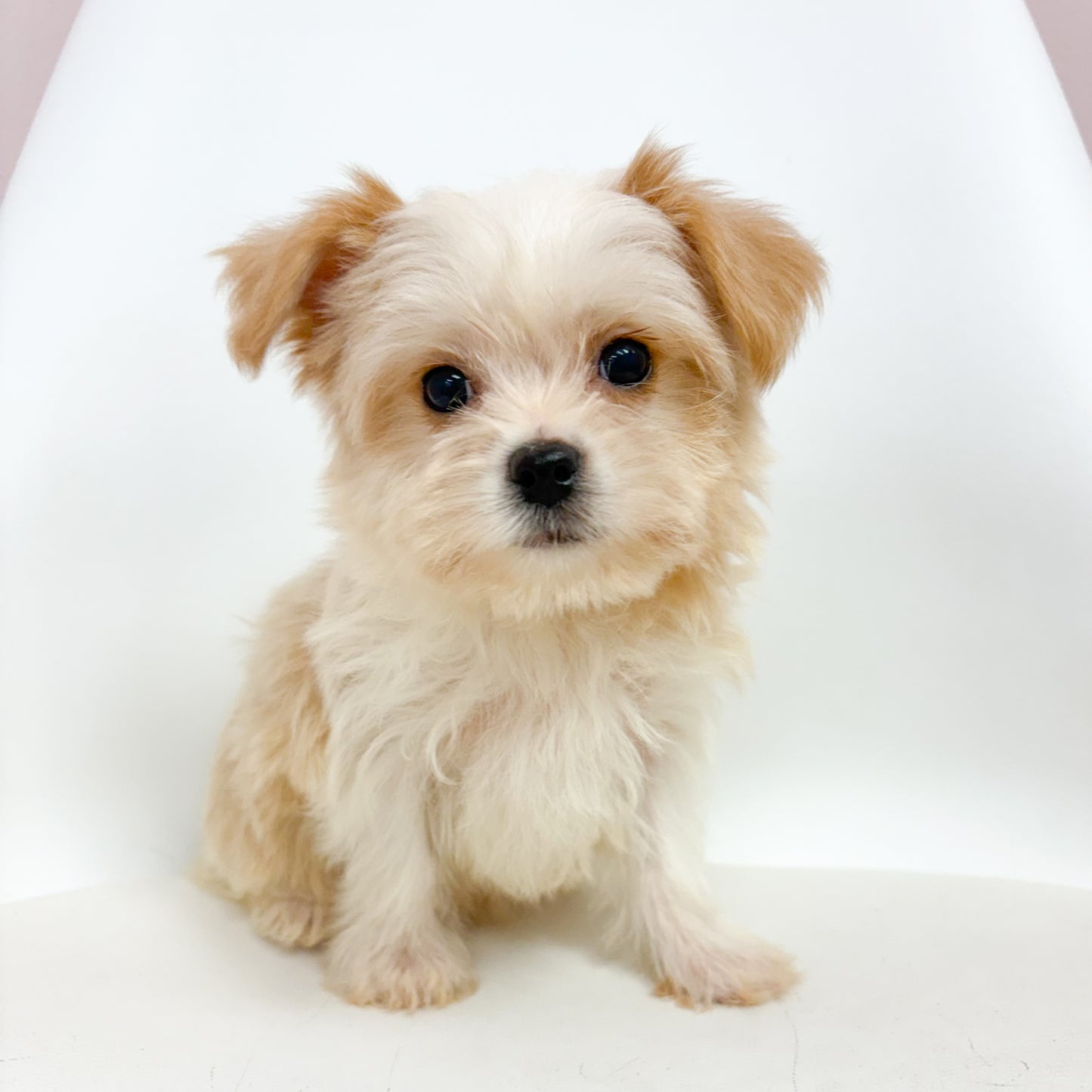 Biscuit - Male Morkie