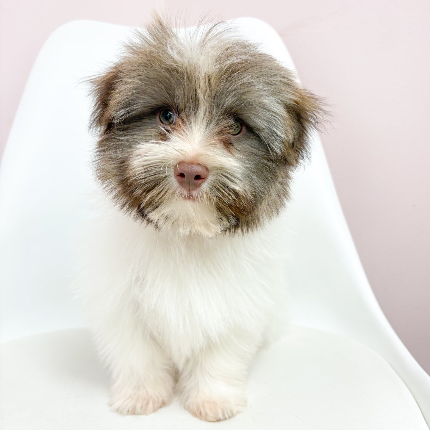 Mingo- Male Havanese
