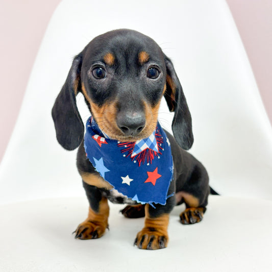 Captain-Male Mini Dachshund