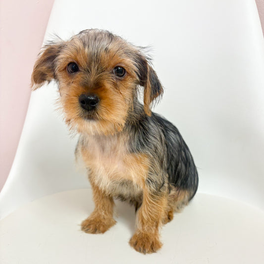 Riley-Male Yorkie
