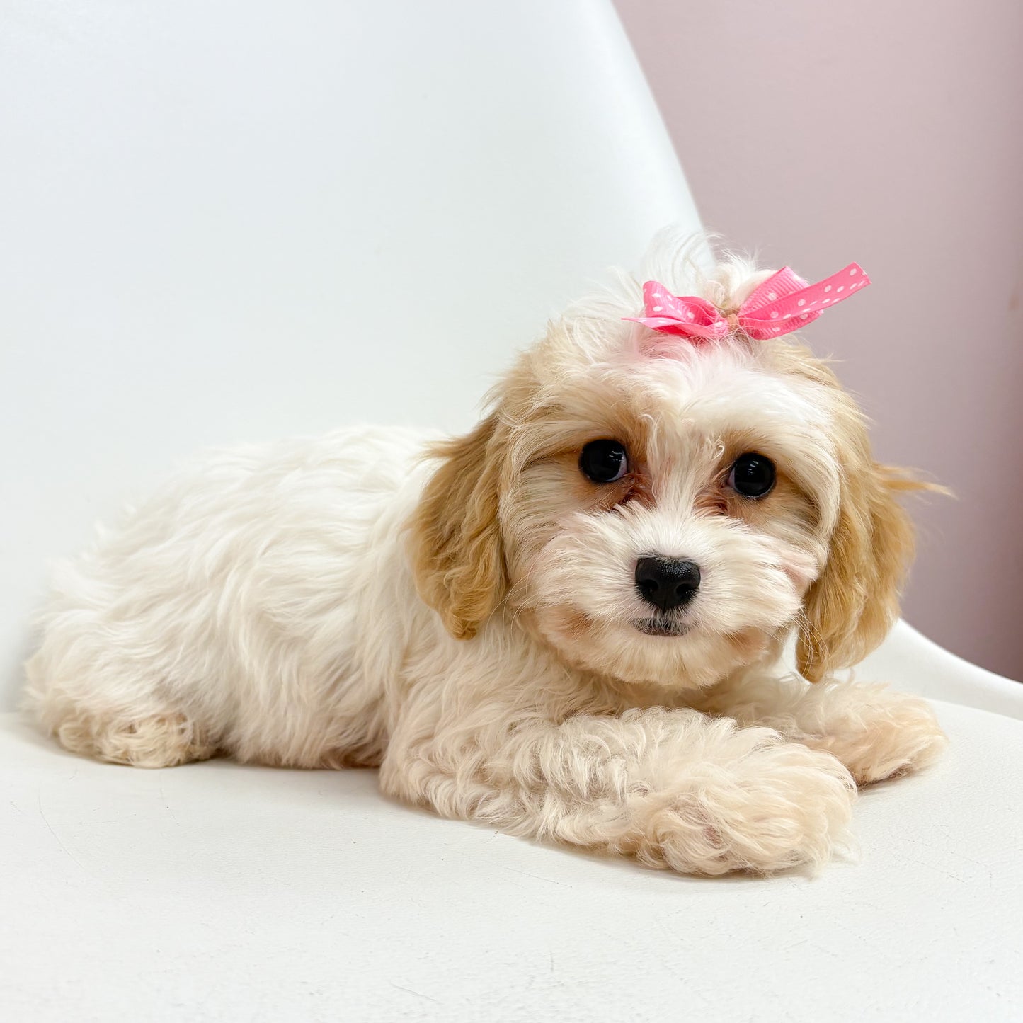 Lulu- Female Cavachon