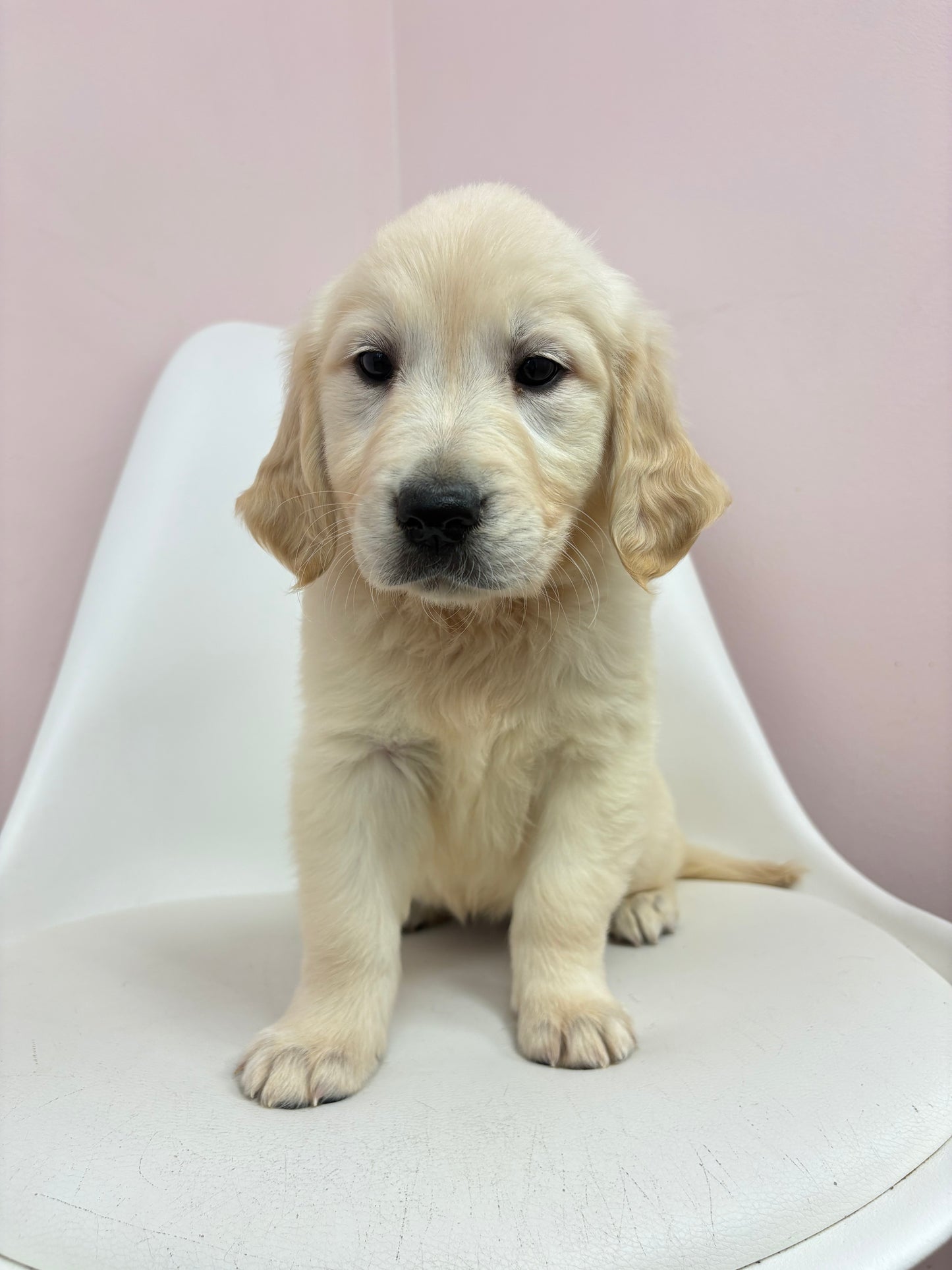 Heidi-Female Golden Retriever