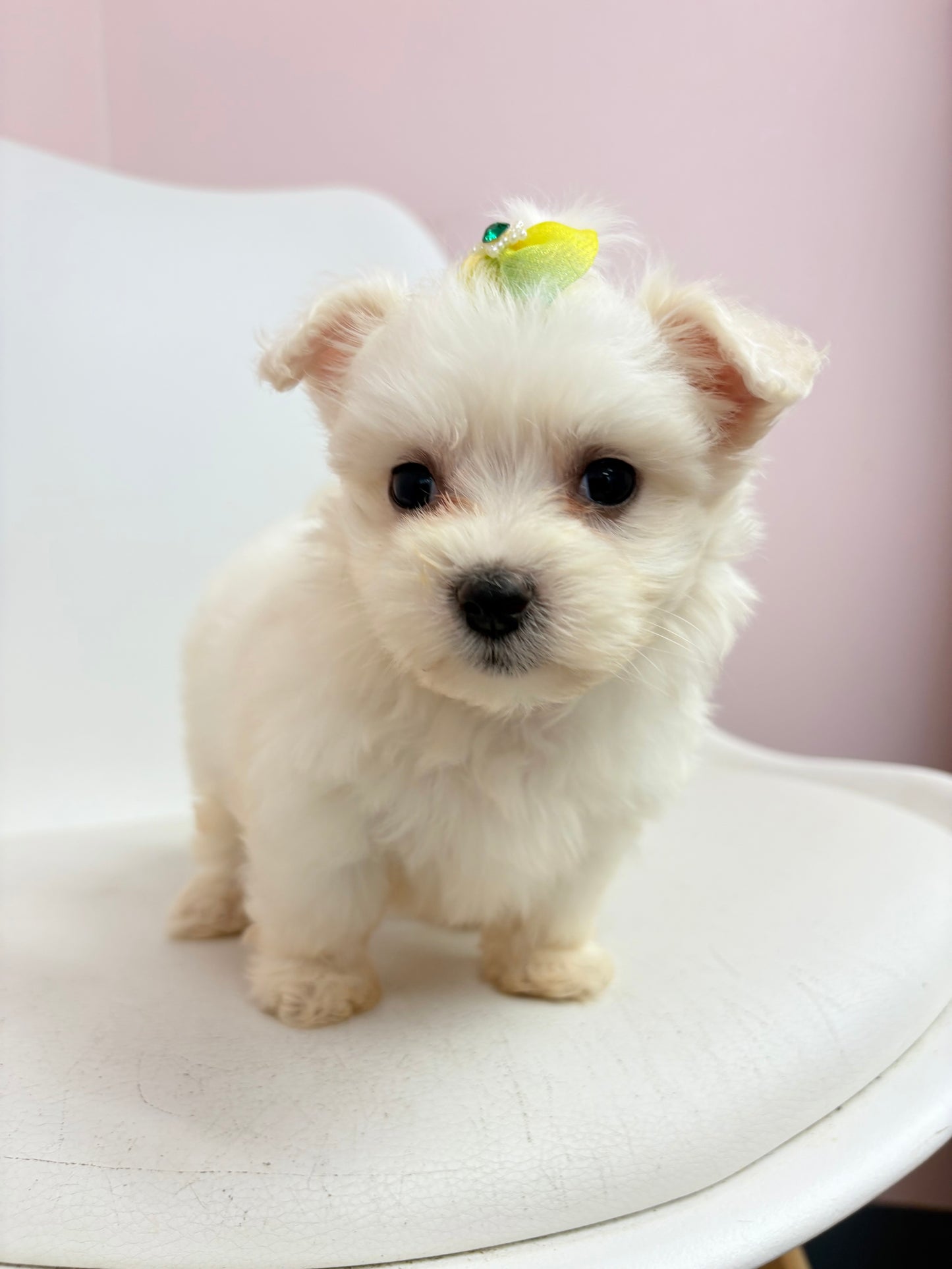 Millie- Female Maltese