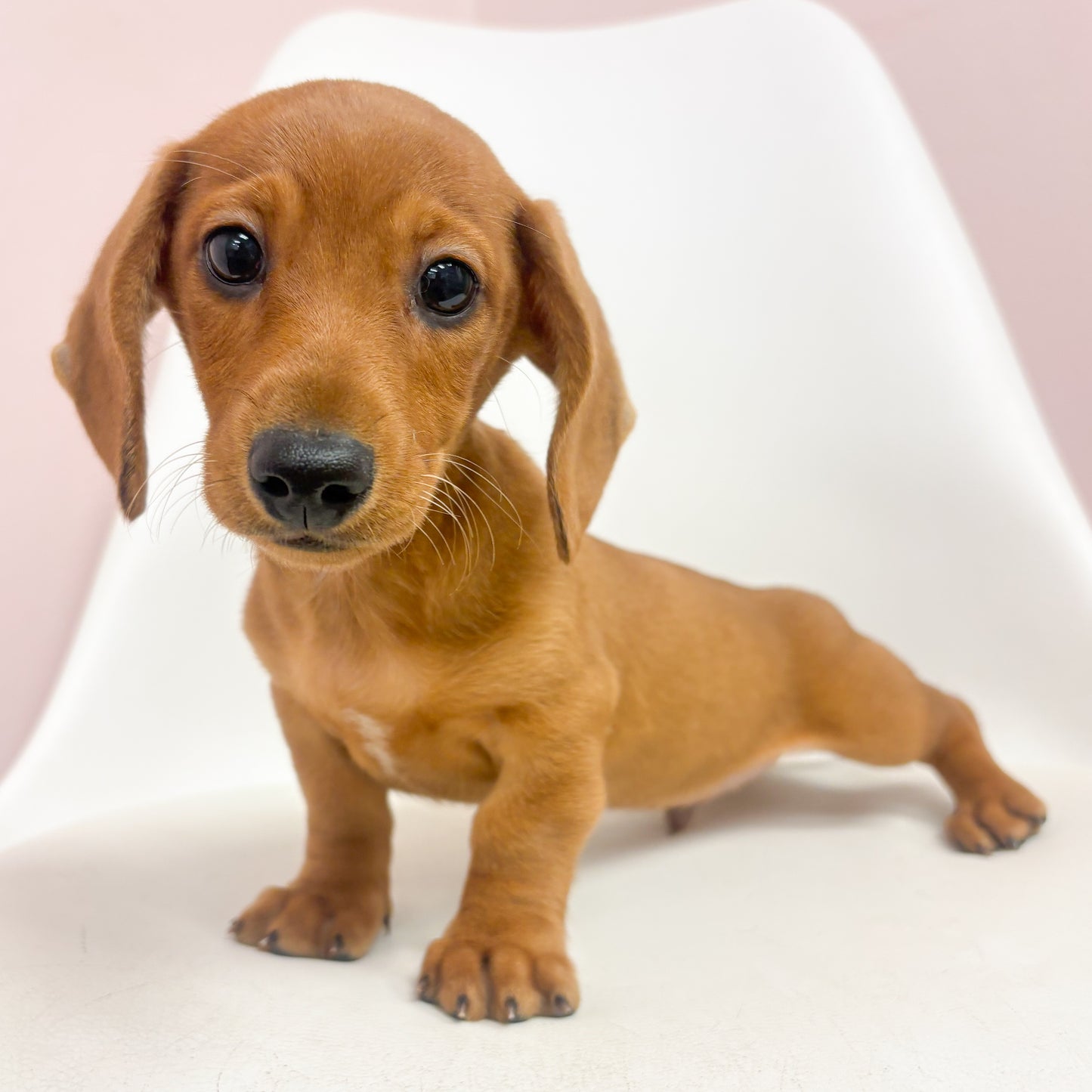 Oscar-Male Mini Dachshund