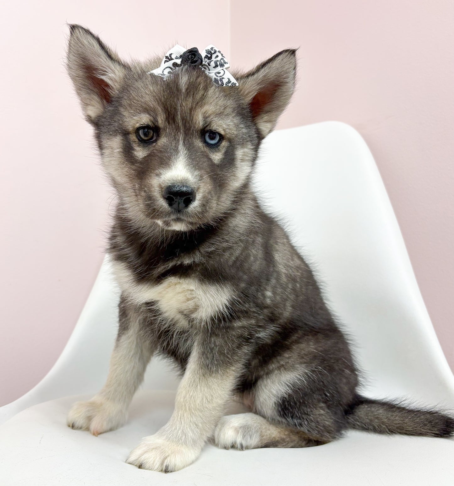 Bianca- Female Siberian Husky