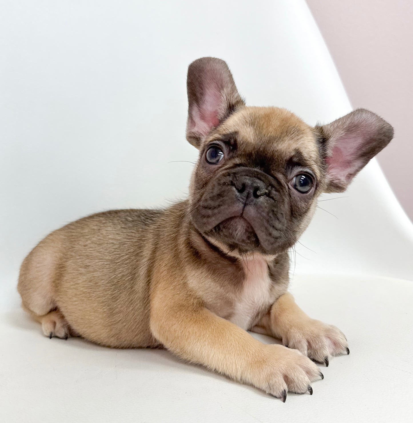 Gaston- Male French Bulldog