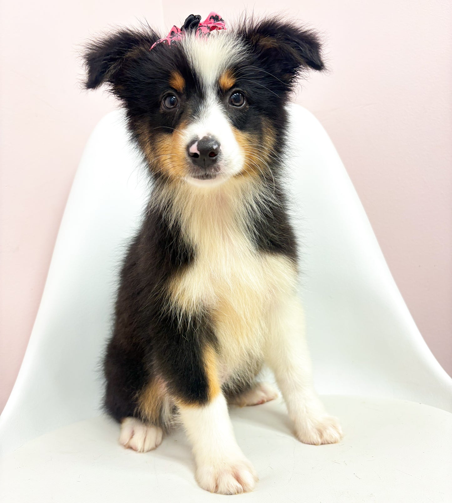 Nova- Female Australian Shepherd