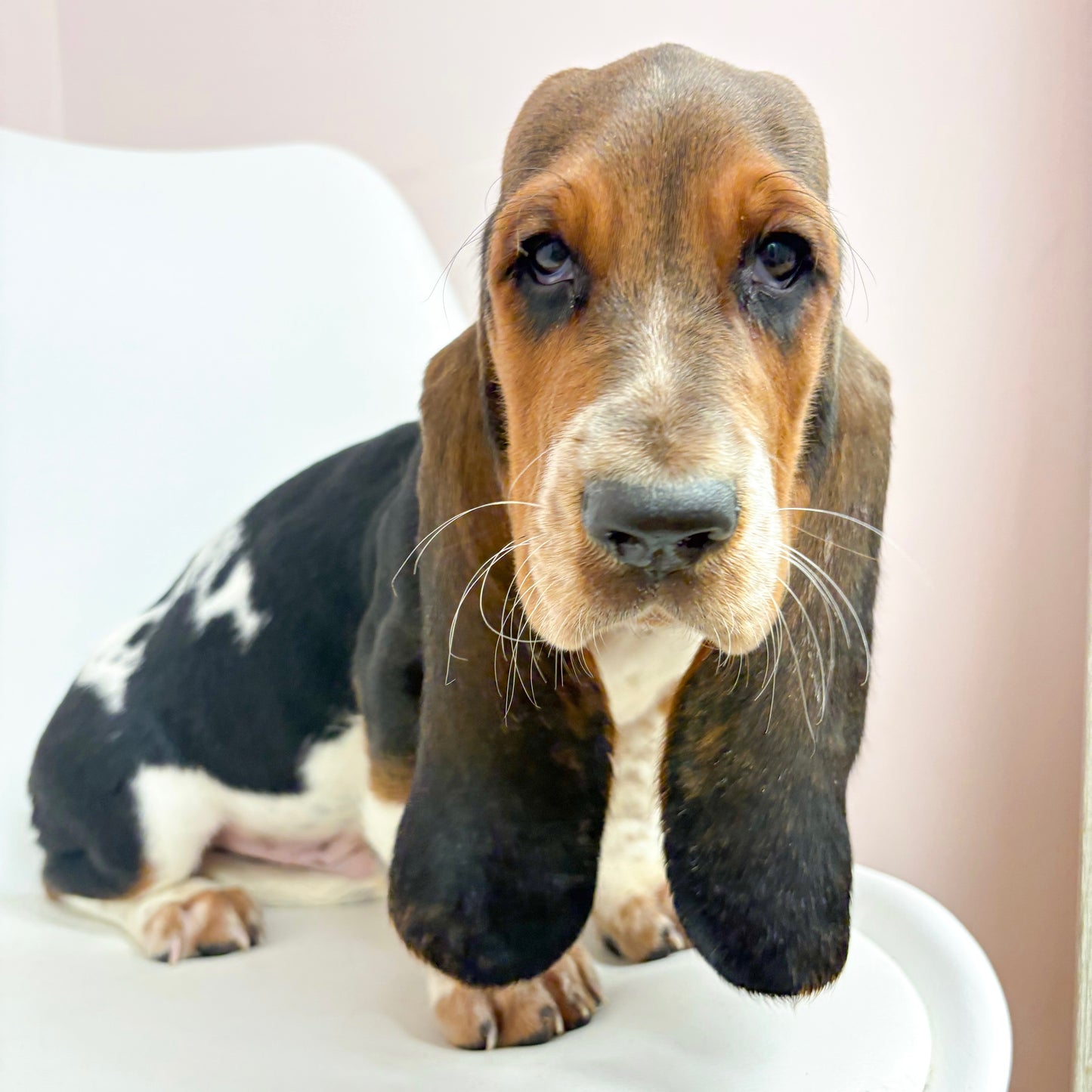Jethro- Male Basset Hound