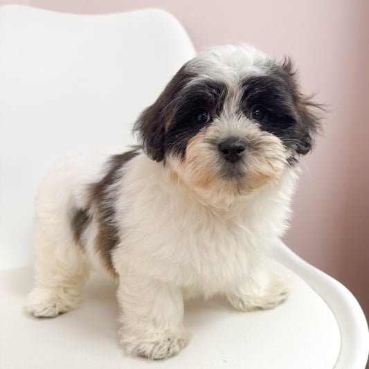 Spout- Male Teddy Bear