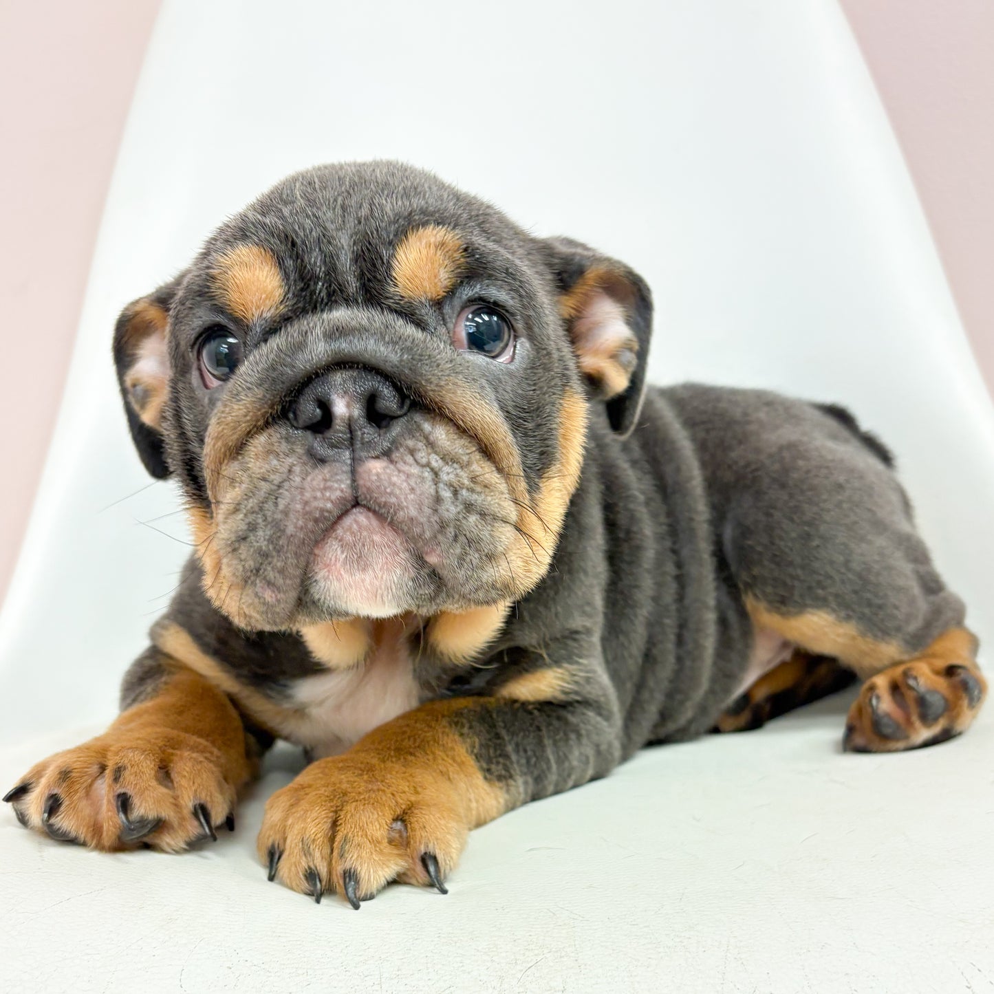 Flora-Female English Bulldog