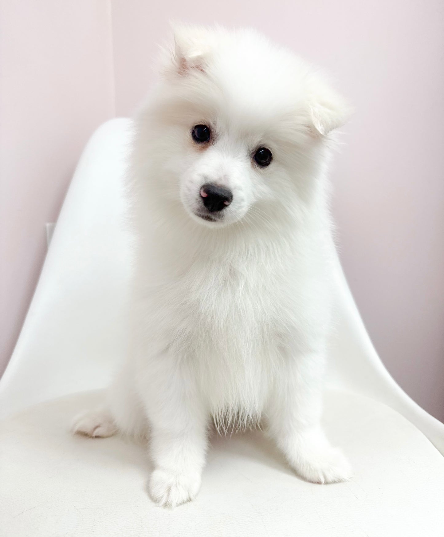 Marshmallow- Male American Eskimo