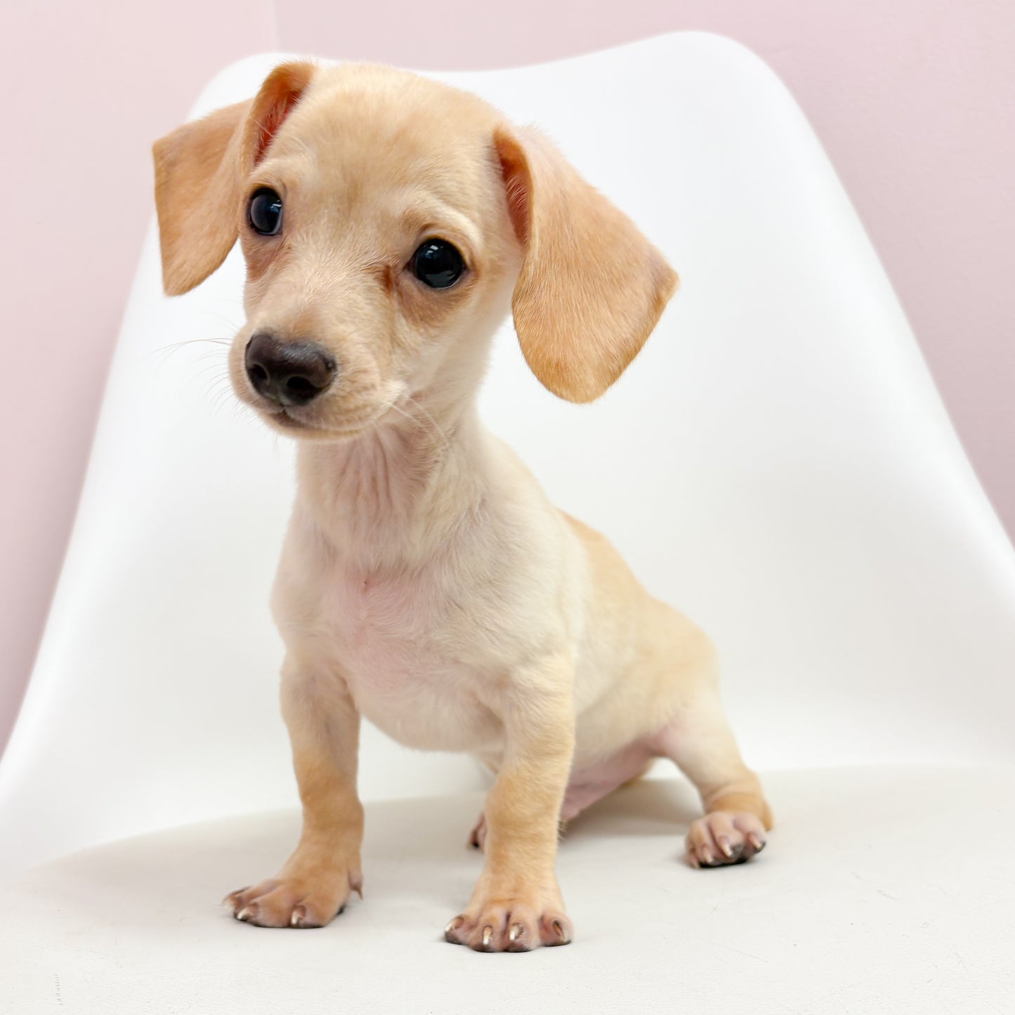 Cam- Male Chiweenie