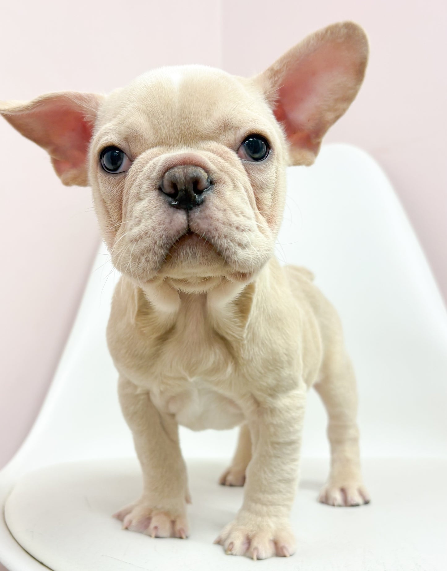 Herb- Male French Bulldog