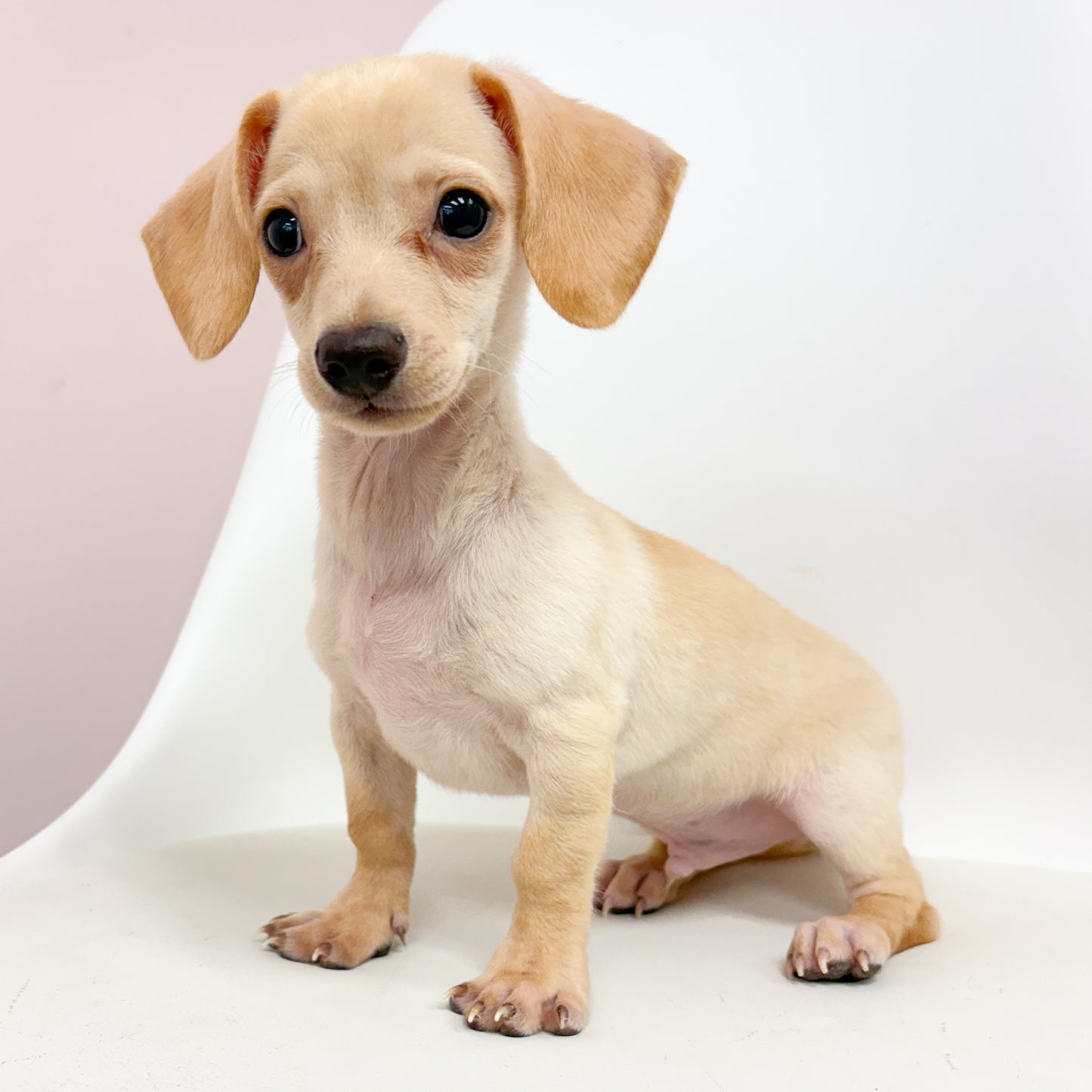 Cam- Male Chiweenie
