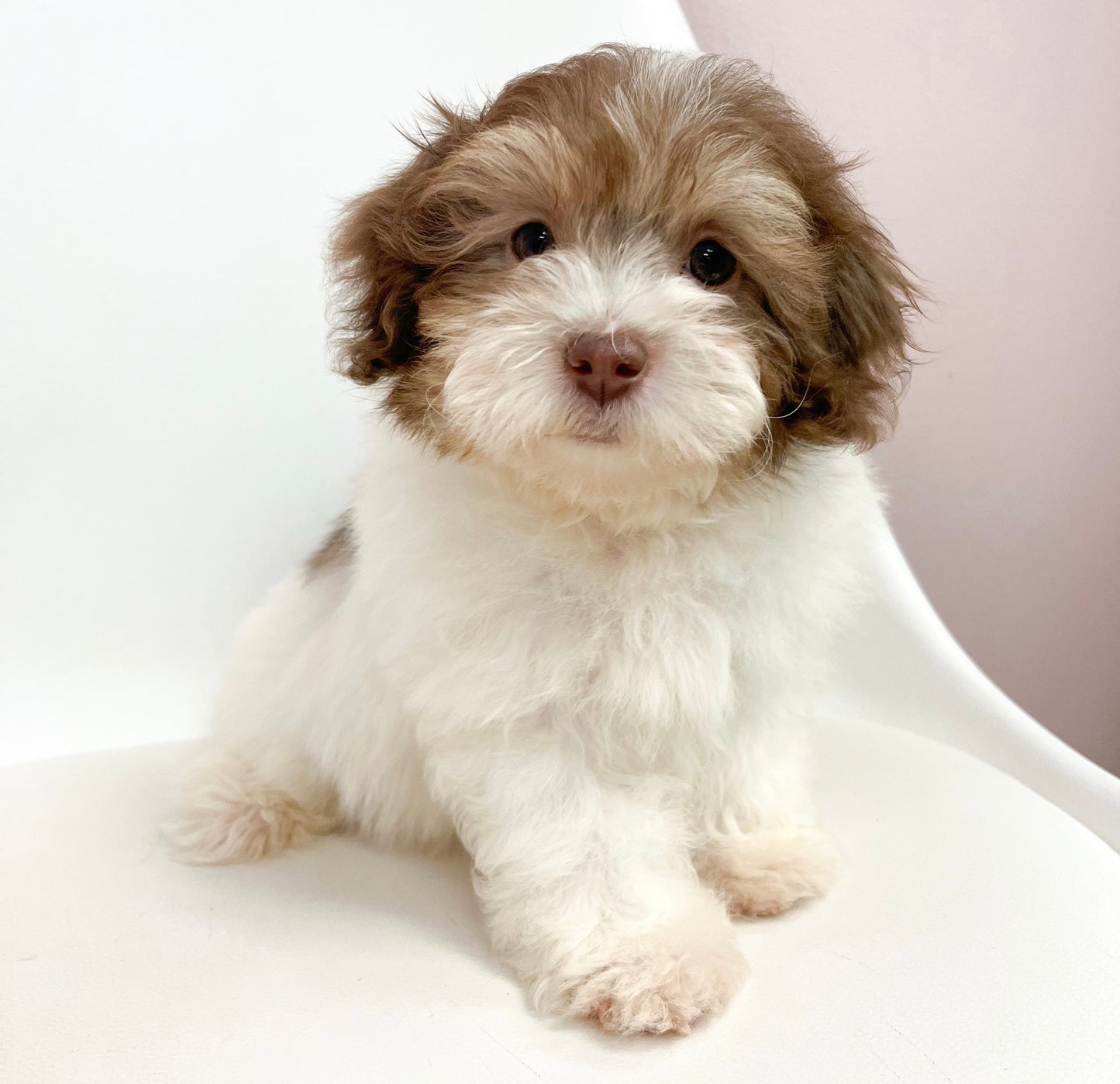 Bandit- Male Toy Aussie Poo