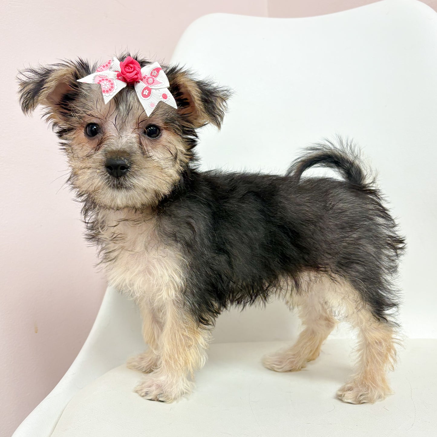 Izzy- Female Silktese