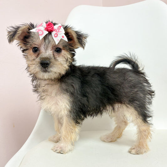 Izzy- Female Silktese