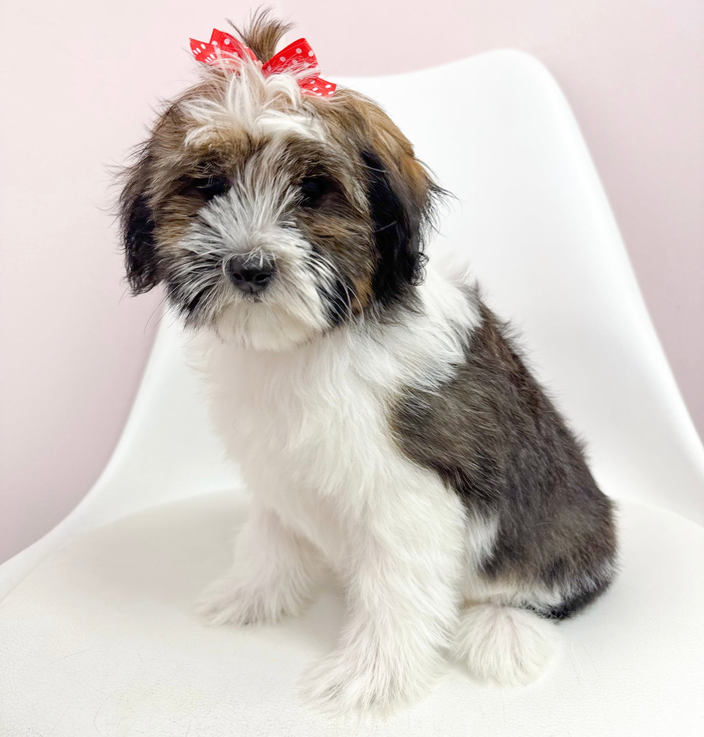 Coco- Female Havanese