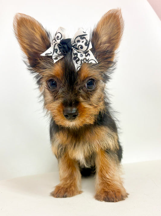 Deedee- Female Yorkie