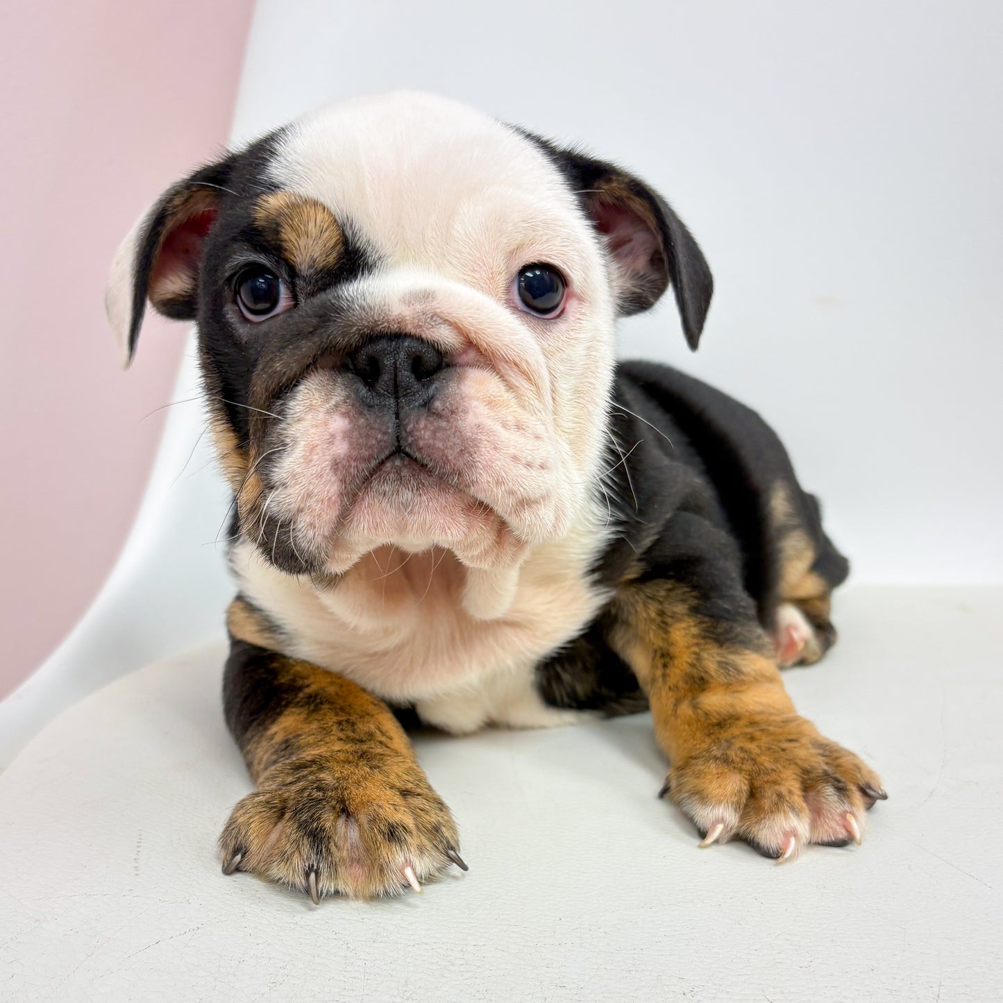 Layla- Female English Bulldog