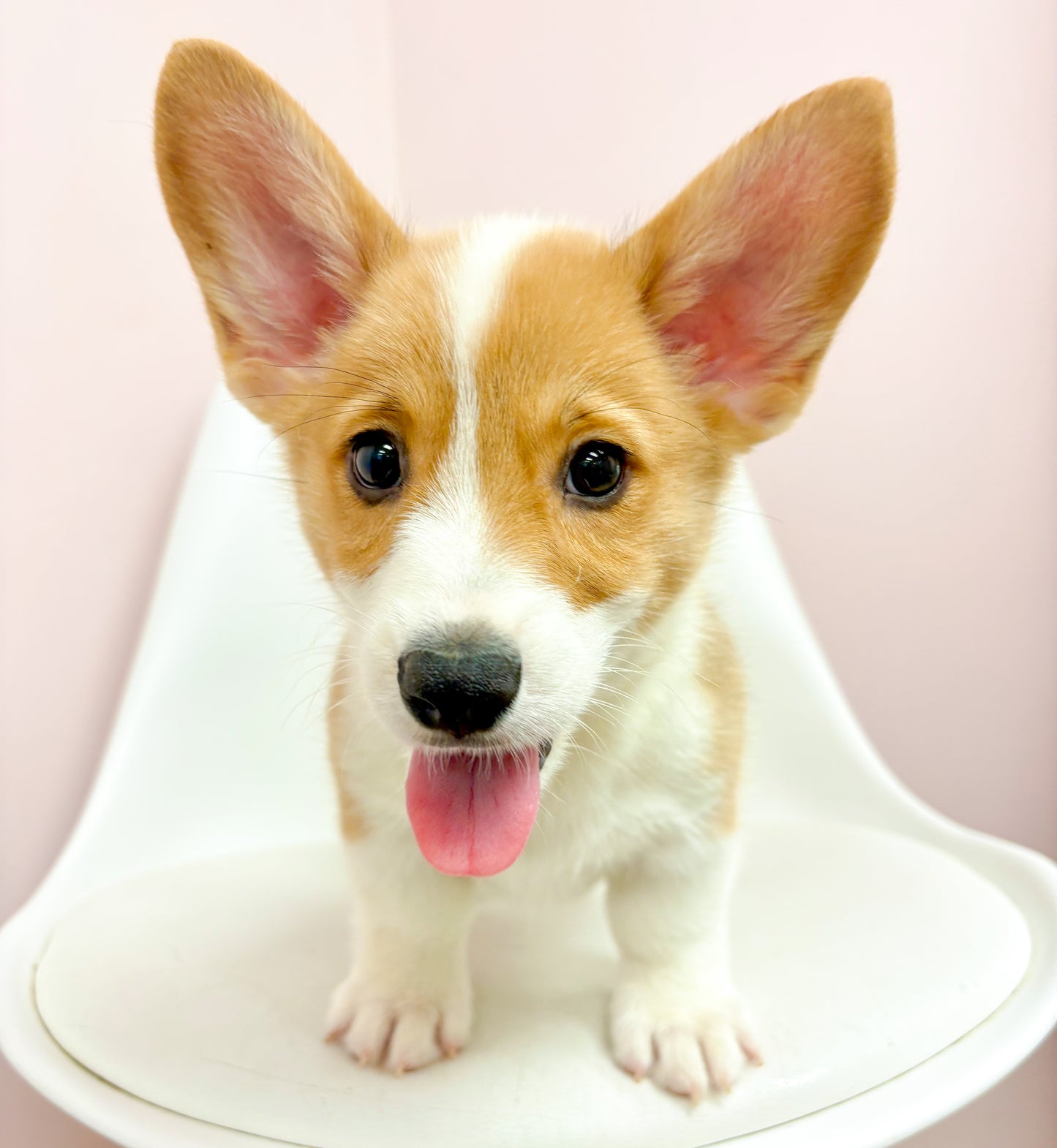 Rocco- Male Pembroke Welsh Corgi