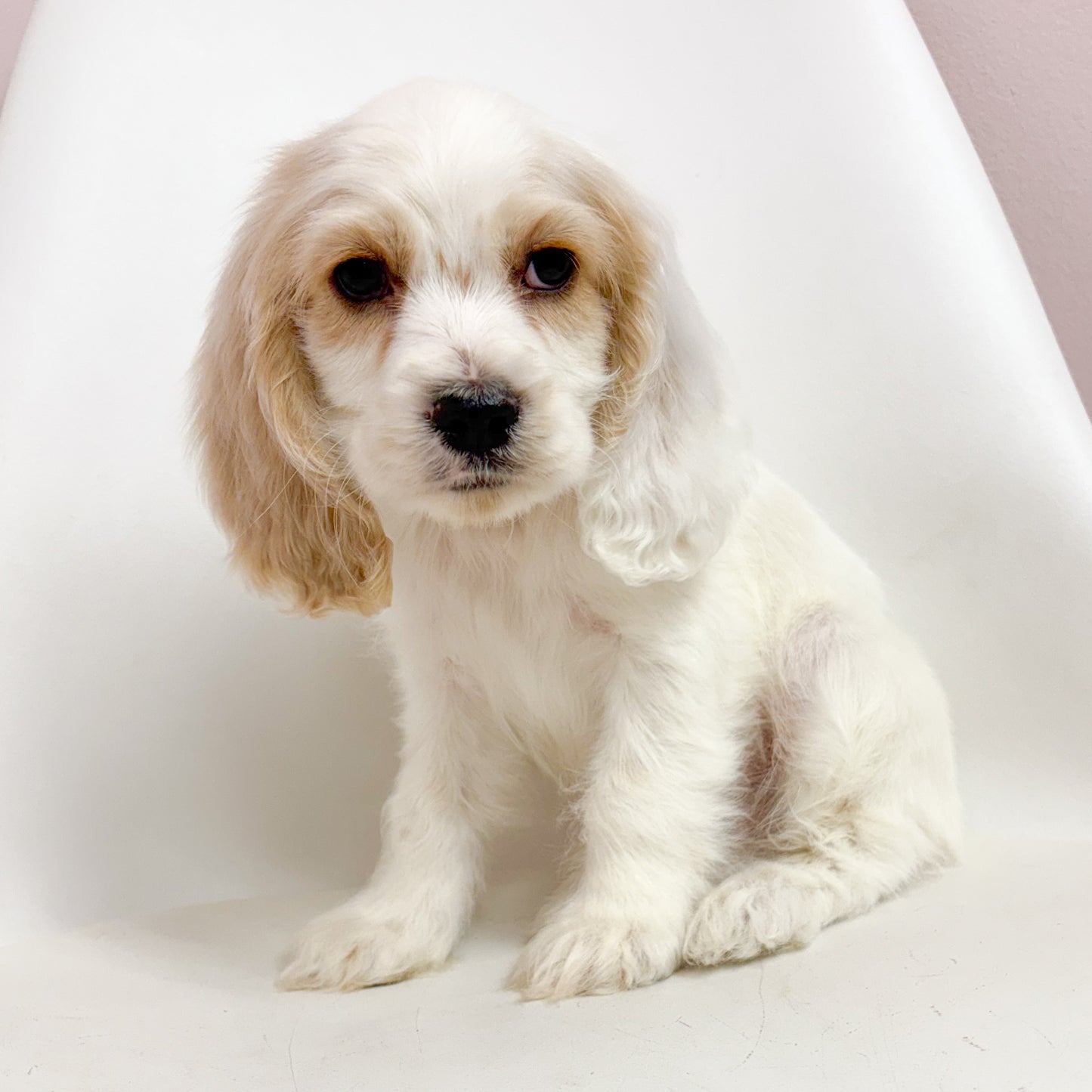 Chance-Male Cocker Spaniel