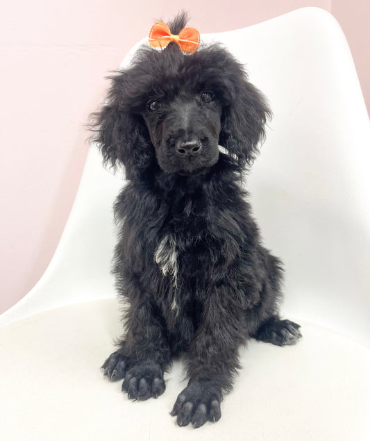 Beatrice- Female Standard Poodle