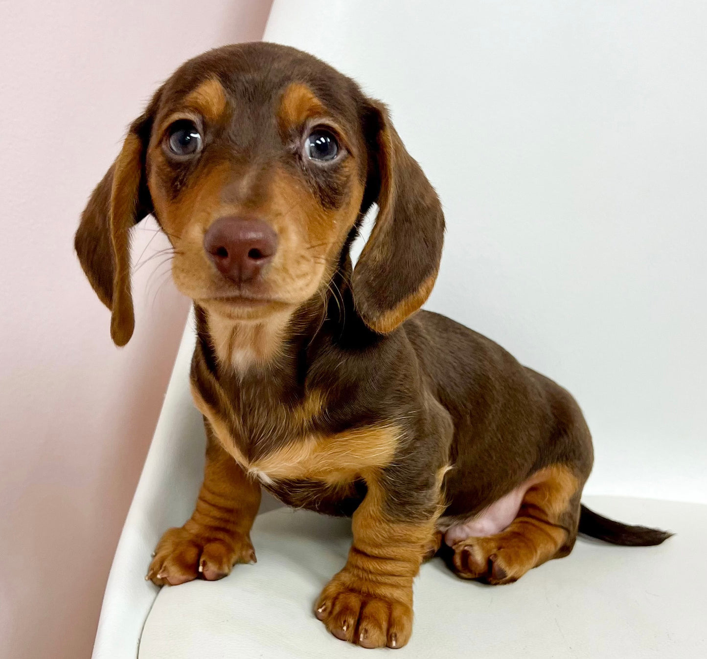 Randolph- Male Miniature Dachshund