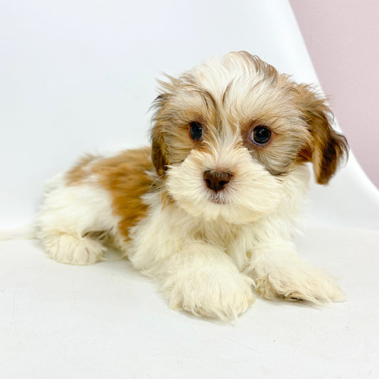 Mickey- Male Teddy Bear