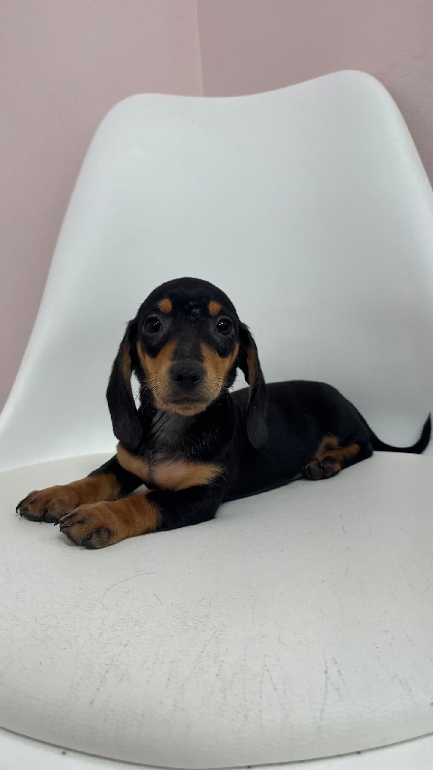 Reese- Male Mini Dachshund