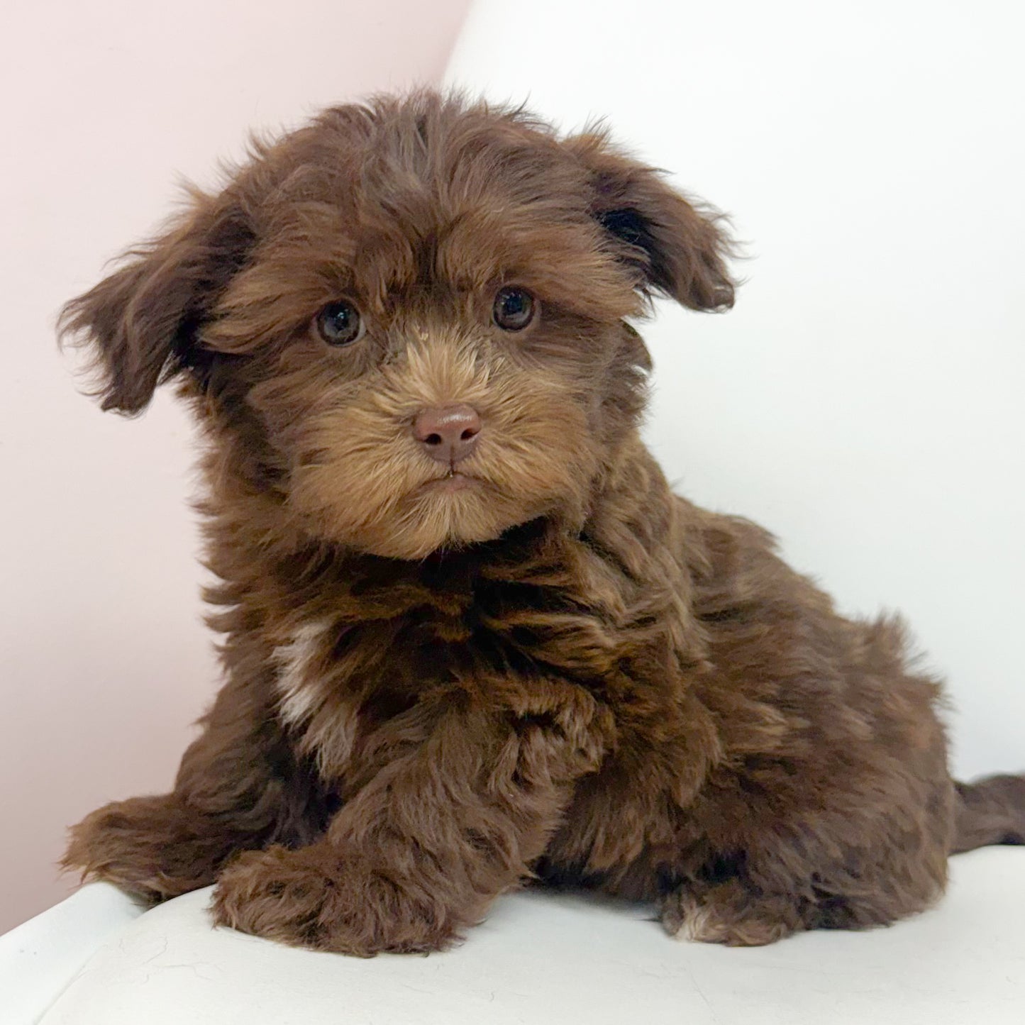 Henry-Male Shihpoo