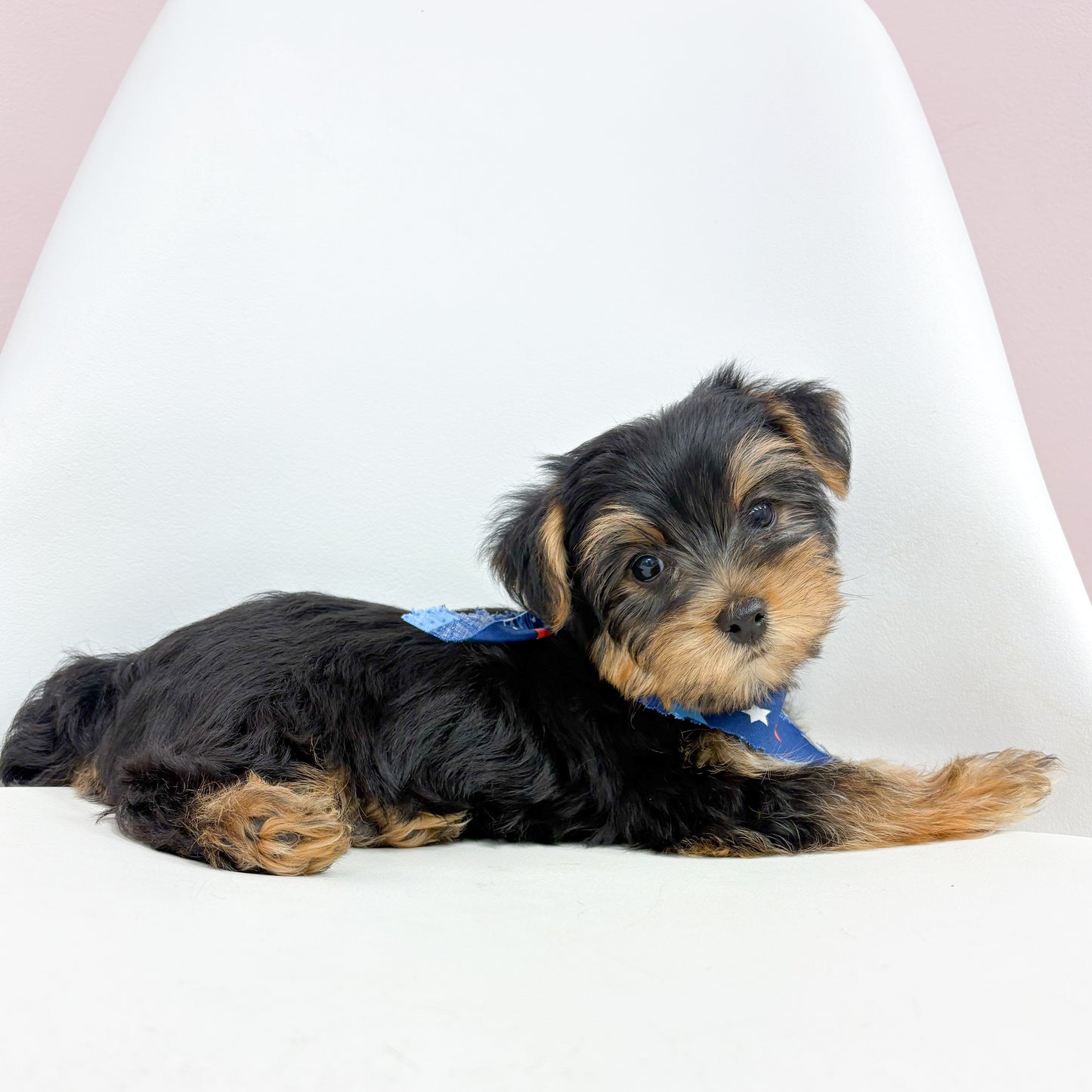 Louie- Male Yorkie