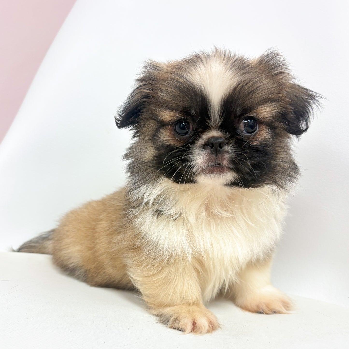 Gizmo-Male Pekingese