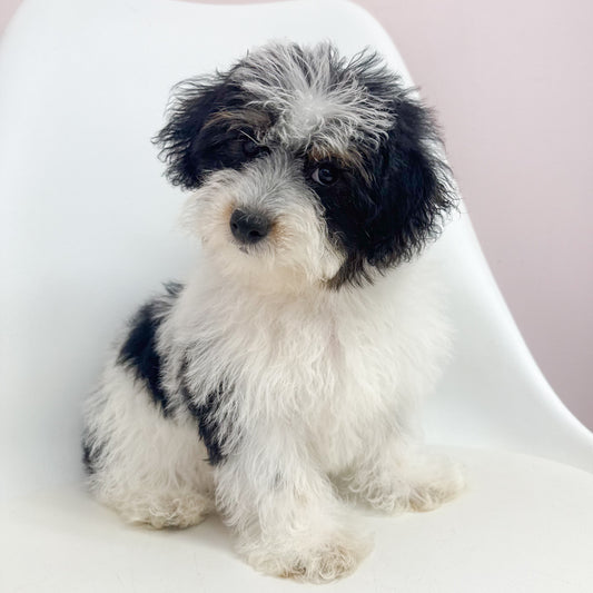 Snickers- Male Yorkiepoo