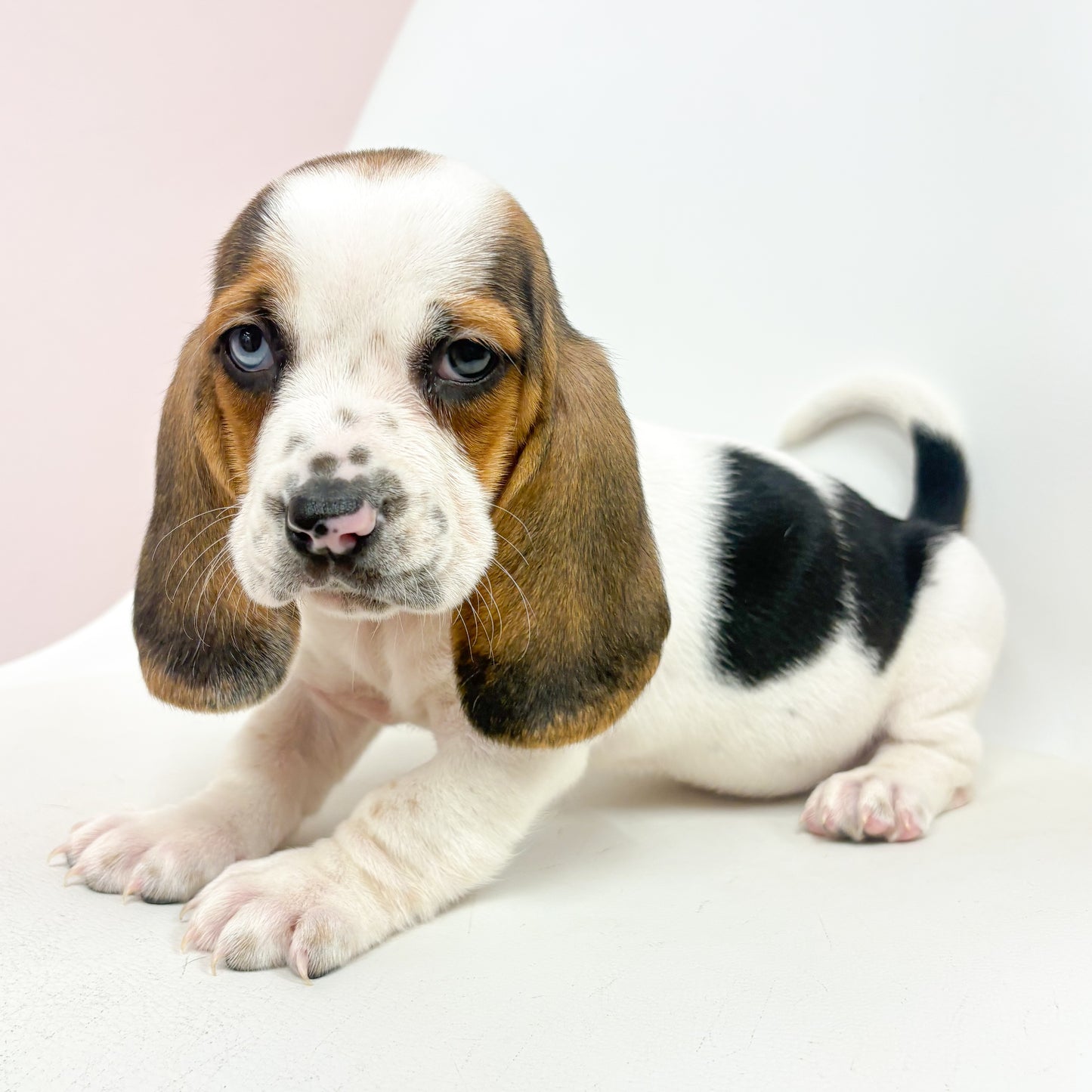 Delilah-Female Basset Hound