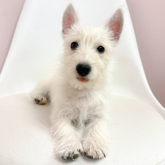 Wendy- Female West Highland Terrier